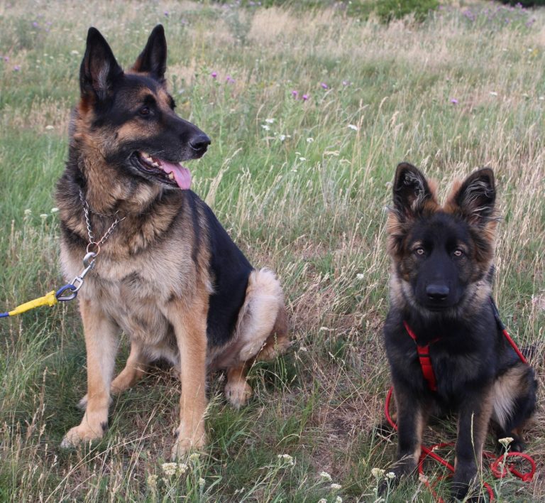 Rambo ein Deutscher Schäferhund und Baffy als Welpe ein Altdeutscher Schäferhund