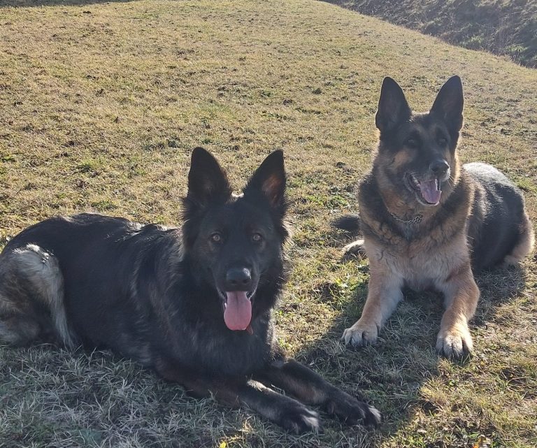 Rambo Deutscher Schäferhund, Baffy Altdeutscher Schäferhund