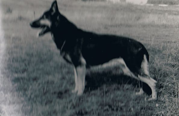 Deutscher Schäferhund